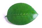 Ruby Lane is Green Ruby Lane is Green