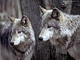 Vigilant Wolves