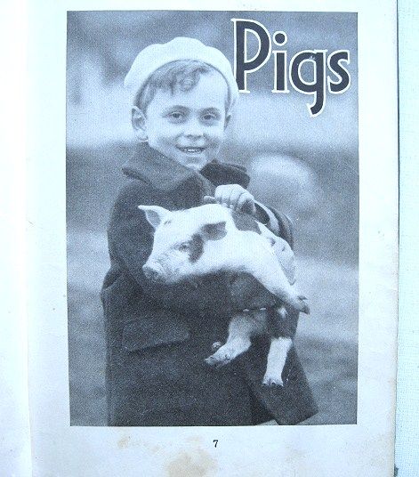 Story Pictures of Farm Animals John Y. Beaty Classic 1934 School Book Story Pictures of Farm Animals John Y. Beaty Classic 1934 School Book