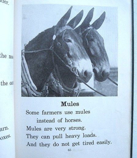 Story Pictures of Farm Animals John Y. Beaty Classic 1934 School Book Story Pictures of Farm Animals John Y. Beaty Classic 1934 School Book