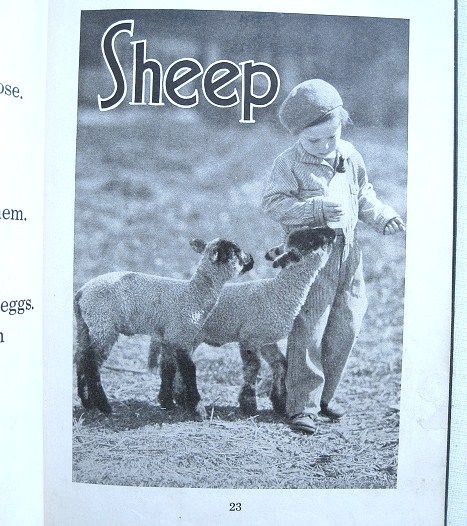 Story Pictures of Farm Animals John Y. Beaty Classic 1934 School Book Story Pictures of Farm Animals John Y. Beaty Classic 1934 School Book