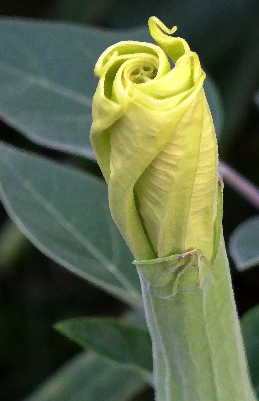 "The Bud" Original Photo Art Print 5X7 "The Bud" Original Photo Art Print 5X7