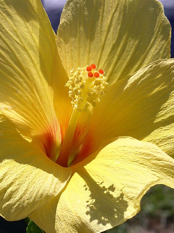 Yellow Hibiscus - Original Photo Art Print 5X7 Yellow Hibiscus - Original Photo Art Print 5X7