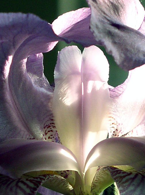Lavender Iris - Original Photo Art Print 5X7 Lavender Iris - Original Photo Art Print 5X7