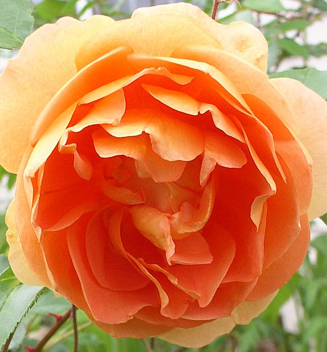 Rose: Orange - Original 5X7 Greeting Card Rose: Orange - Original 5X7 Greeting Card