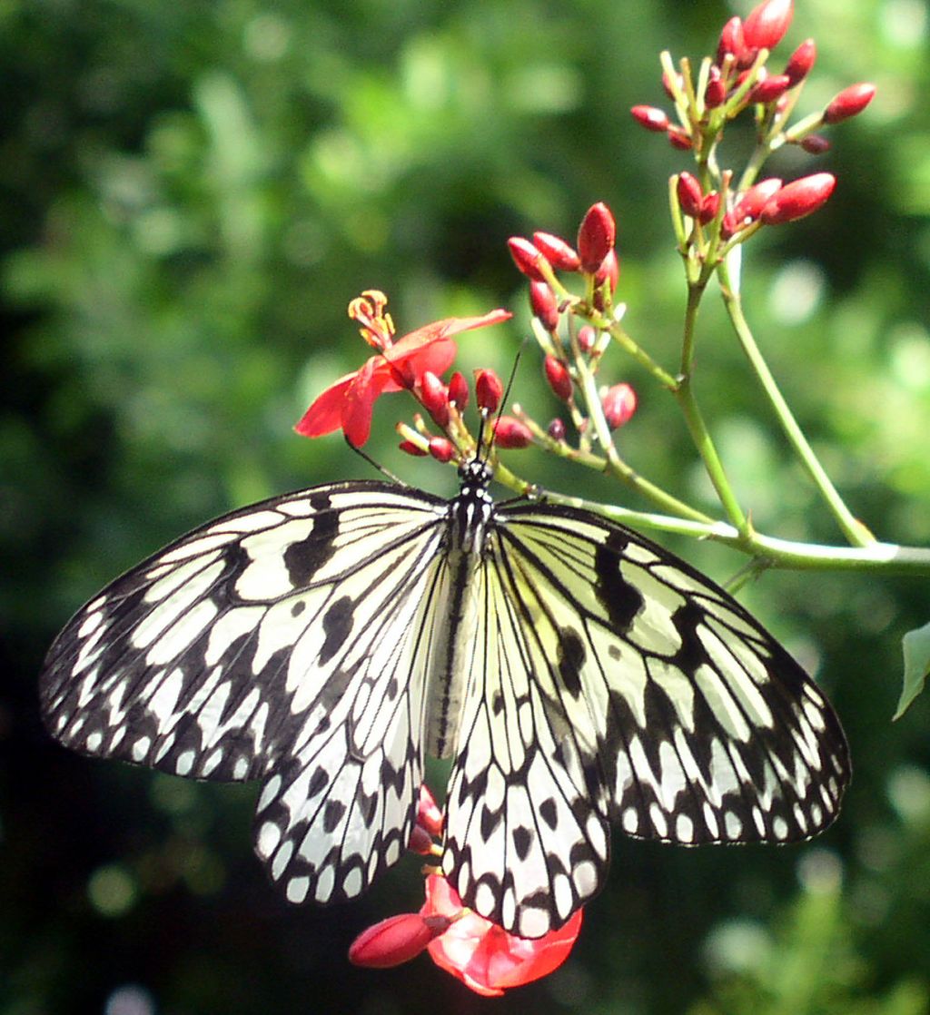 Photo Greeting Card - Butterfly Photo Greeting Card - Butterfly