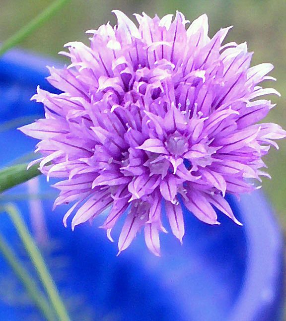Photo Greeting Card - Chive Blossom Photo Greeting Card - Chive Blossom