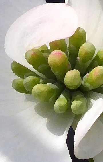 Photo Greeting Card - Dogwood Blossom 2 Photo Greeting Card - Dogwood Blossom 2