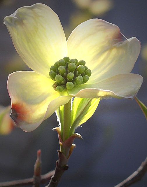 Photo Greeting Card - Dogwood Bud 5 Photo Greeting Card - Dogwood Bud 5
