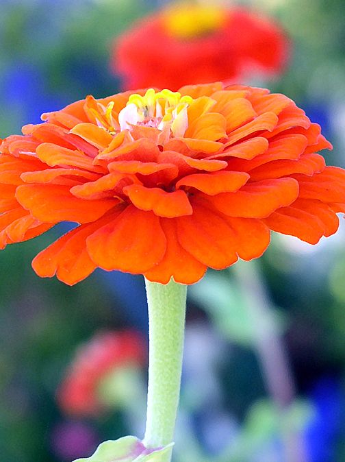 Photo Greeting Card - Orange Zinnia Photo Greeting Card - Orange Zinnia