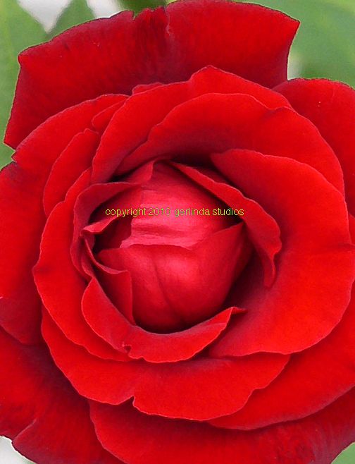 Photo Greeting Card - Red Rose Photo Greeting Card - Red Rose