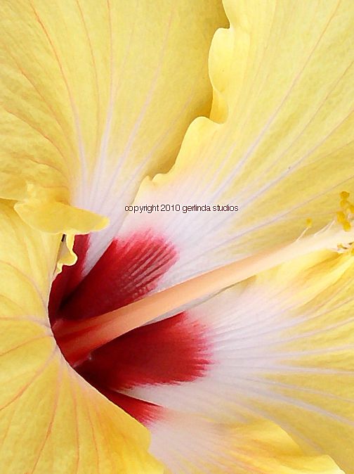 Photo Greeting Card - Yellow Hibiscus Photo Greeting Card - Yellow Hibiscus