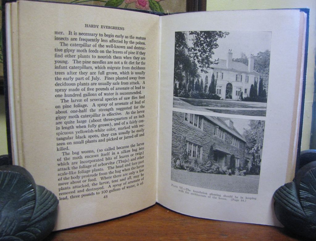 Hardy Evergreens by Frank A. Schrepfer 1928, 1st edition Hardy Evergreens by Frank A. Schrepfer 1928, 1st edition