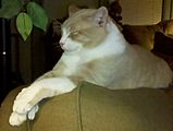 Yellowcat Vintage and Antiques