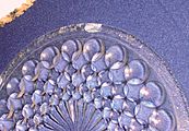 Frank's Fabulous Finds Frank's Fabulous Finds