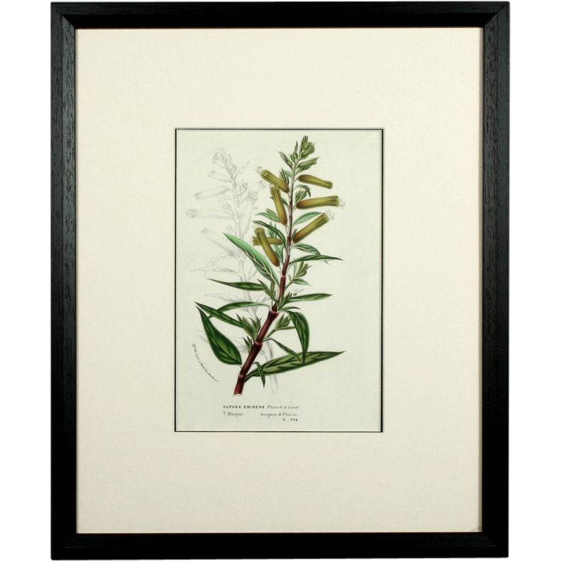 Original Circa 1850 Hand Colored Botanical Lithograph by Louis Van Houtte Original Circa 1850 Hand Colored Botanical Lithograph by Louis Van Houtte