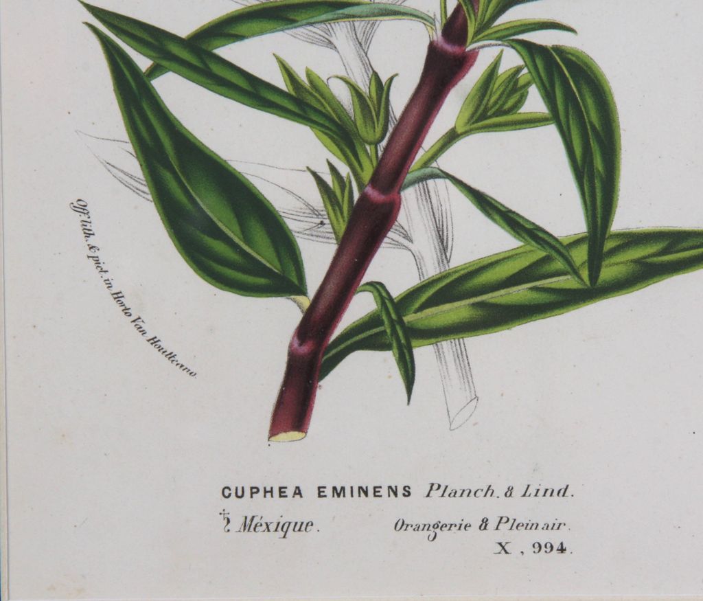 Original Circa 1850 Hand Colored Botanical Lithograph by Louis Van Houtte Original Circa 1850 Hand Colored Botanical Lithograph by Louis Van Houtte