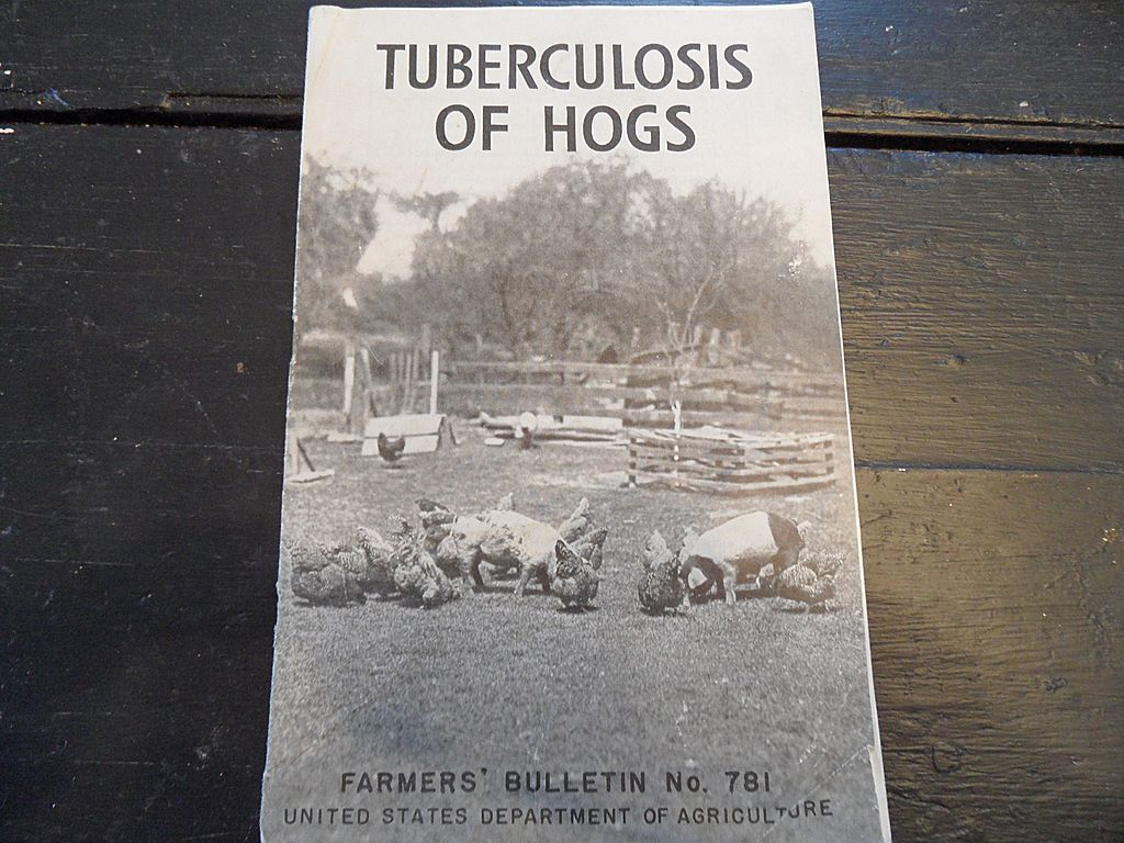 Vintage - "Tuberculosis of Hogs", US Dept of Agriculture, 1940 Vintage - "Tuberculosis of Hogs", US Dept of Agriculture, 1940