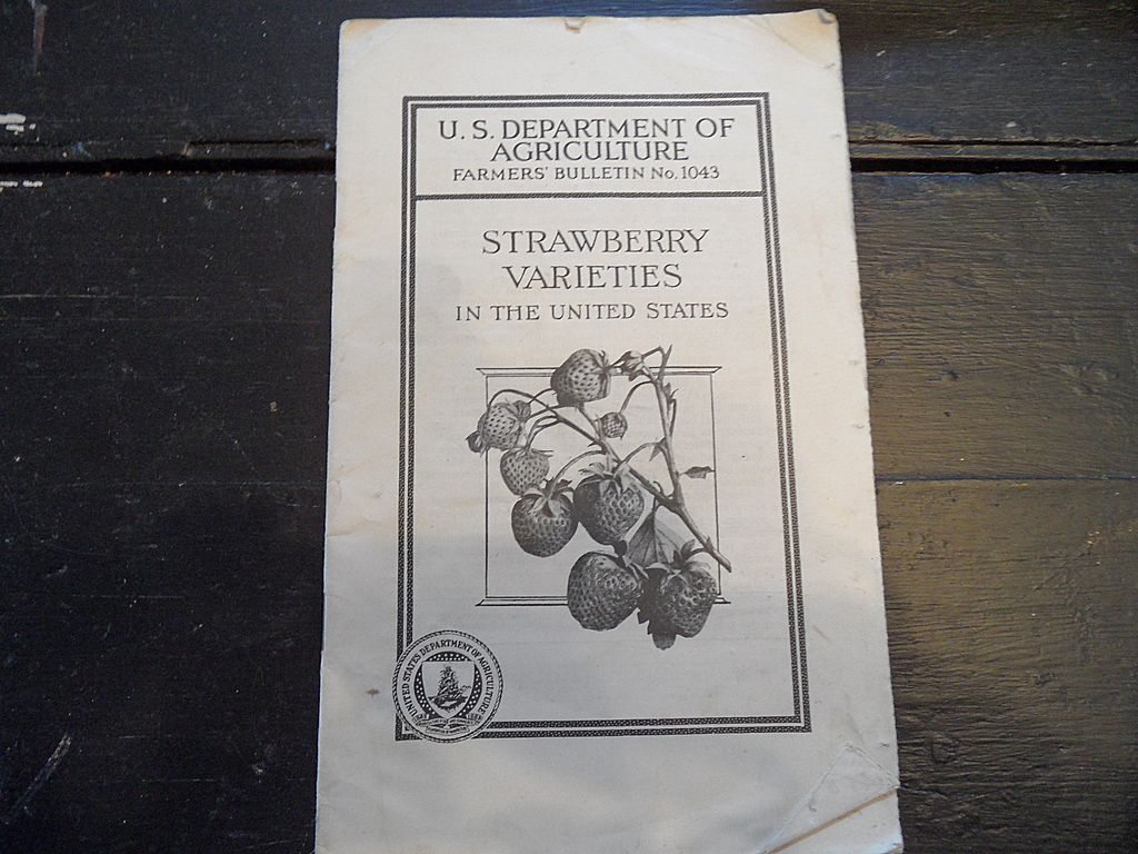 Vintage - "Strawberry Varieties in the United States", US Dept of Agriculture, 1939 Vintage - "Strawberry Varieties in the United States", US Dept of Agriculture, 1939