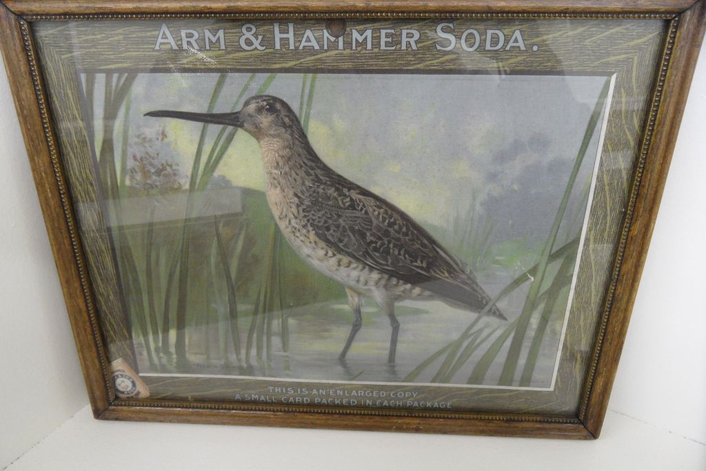 Vintage - Framed Robin Snipe - Arm and Hammer Soda Vintage - Framed Robin Snipe - Arm and Hammer Soda