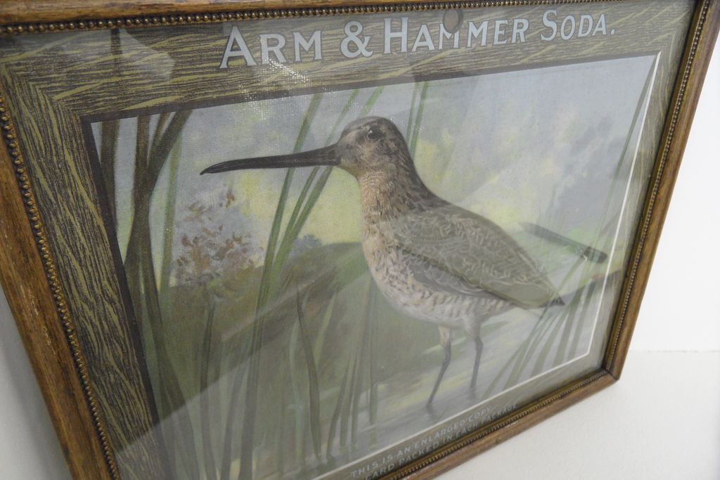 Vintage - Framed Robin Snipe - Arm and Hammer Soda Vintage - Framed Robin Snipe - Arm and Hammer Soda