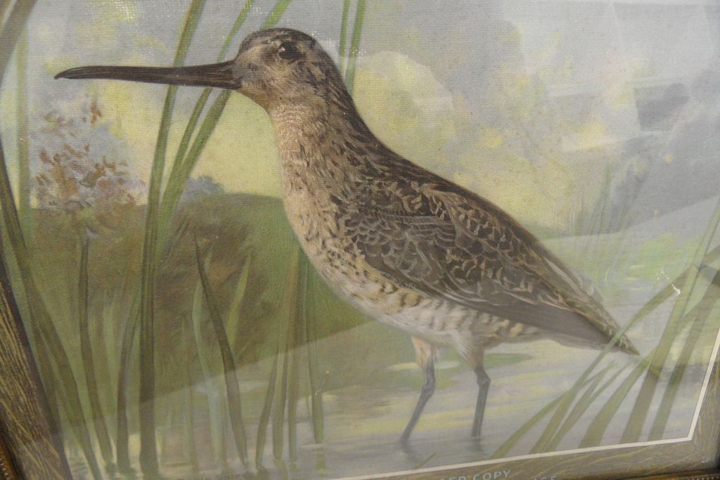 Vintage - Framed Robin Snipe - Arm and Hammer Soda Vintage - Framed Robin Snipe - Arm and Hammer Soda