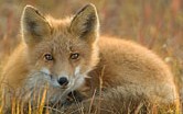 Fox 'n Fiddle Fox 'n Fiddle