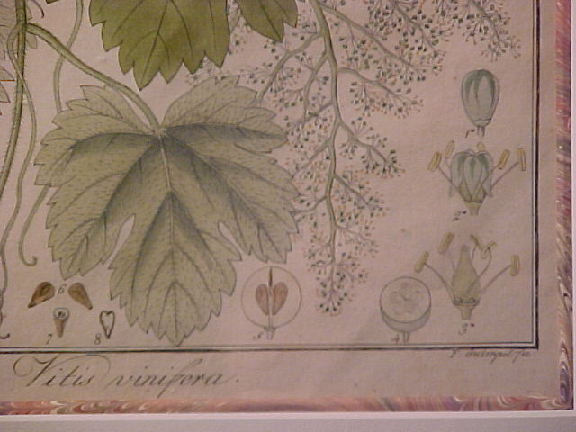 Framed Antique Copperplate Botanical Engraving Wine Grapes 1813 Berlin Framed Antique Copperplate Botanical Engraving Wine Grapes 1813 Berlin