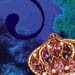 The Sea Fairies' Jewelbox The Sea Fairies' Jewelbox