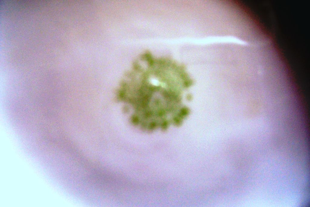 Nippon Nut-dish (rare) Nippon Nut-dish (rare)