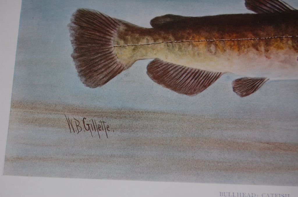 4 WB Gillette Fish Art Prints Trout Salmon Bullhead Chub 4 WB Gillette Fish Art Prints Trout Salmon Bullhead Chub