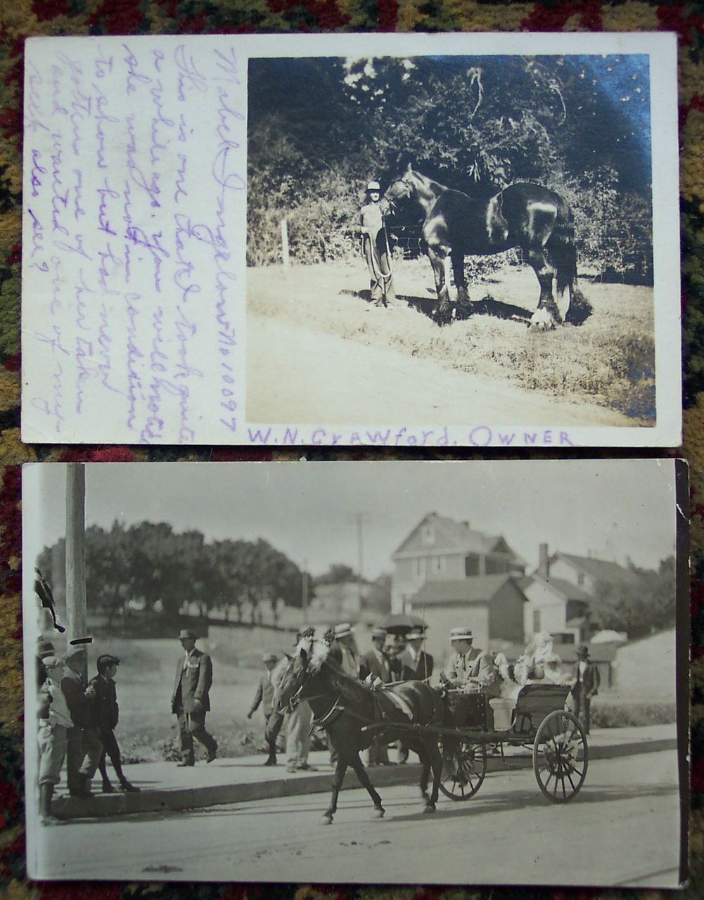 Show Draft Horse and Man in Pony Cart - Early 1900's Show Draft Horse and Man in Pony Cart - Early 1900's