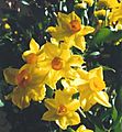 Daffodils Then and Now Daffodils Then and Now