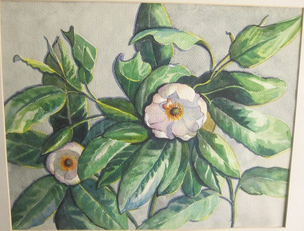 A Vintage American Watercolor of Magnolia Blossoms A Vintage American Watercolor of Magnolia Blossoms