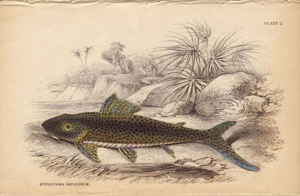 Jardine Hypostoma Squalinum Jardine Hypostoma Squalinum