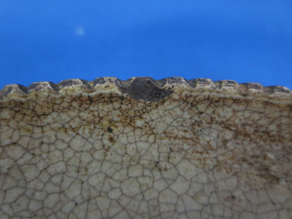 Late 1800's Earthen Ware 7 1/2" Plate Late 1800's Earthen Ware 7 1/2" Plate