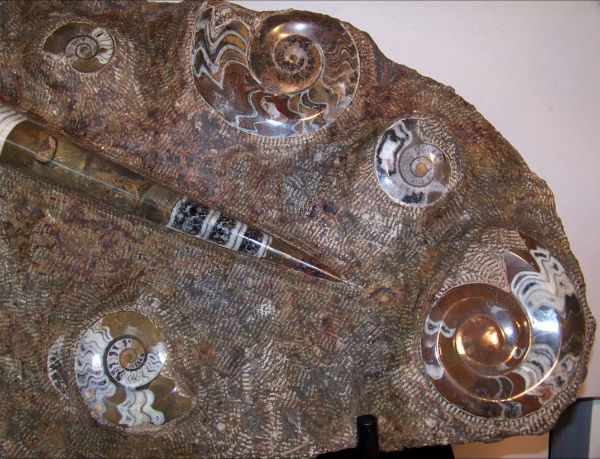 Rare Huge 35" Ammonites Fossils Decorator Display / Fossil Plate Display Rare Huge 35" Ammonites Fossils Decorator Display / Fossil Plate Display