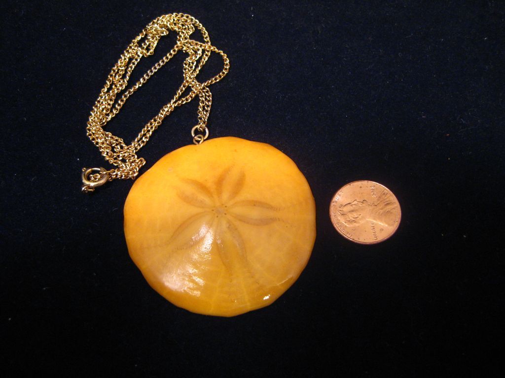 Vintage Butterscotch Color Natural Star Sand Dollar Necklace Vintage Butterscotch Color Natural Star Sand Dollar Necklace