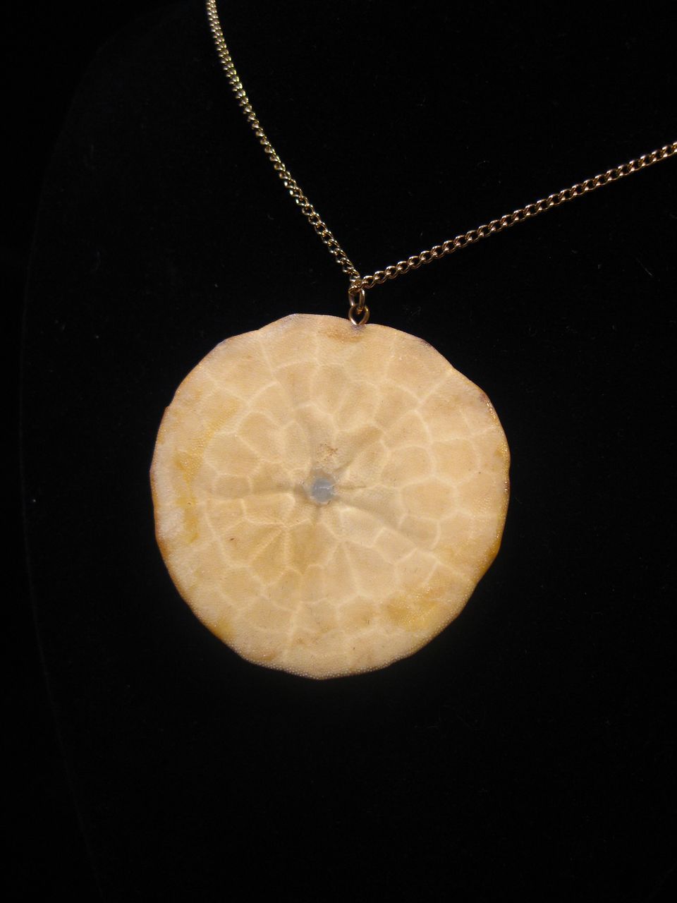 Vintage Butterscotch Color Natural Star Sand Dollar Necklace Vintage Butterscotch Color Natural Star Sand Dollar Necklace