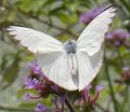 Unique to You by Diane