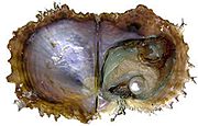 Theantiqueoyster