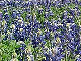 Bluebonnet Hill Estates & Antiques