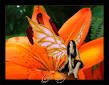 Tiger Lily Emporium Tiger Lily Emporium