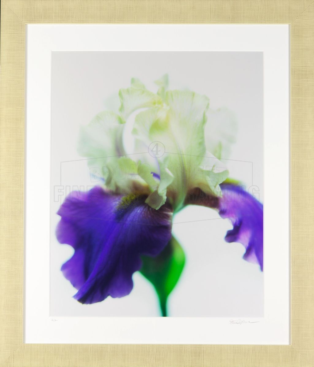 "The Iris" Stephen Brownlee, Limited Edition Print "The Iris" Stephen Brownlee, Limited Edition Print