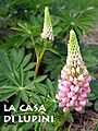 La Casa di Lupini