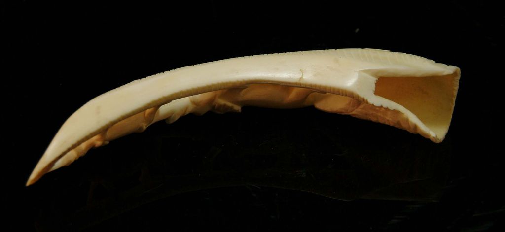 Small African Carved Ivory Tusk Small African Carved Ivory Tusk