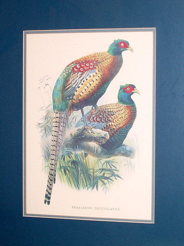 Vintage 26" Framed Bird Print Phasianus Deccollatus - Kweichow Pheasant Vintage 26" Framed Bird Print Phasianus Deccollatus - Kweichow Pheasant