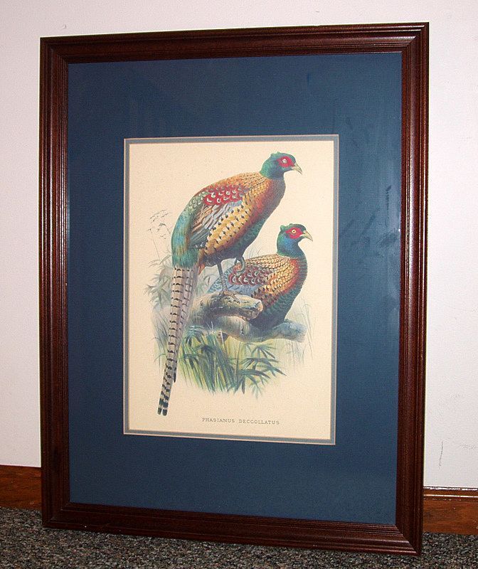 Vintage 26" Framed Bird Print Phasianus Deccollatus - Kweichow Pheasant Vintage 26" Framed Bird Print Phasianus Deccollatus - Kweichow Pheasant