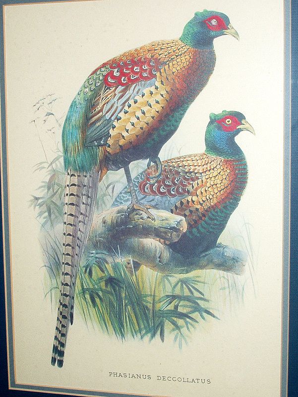 Vintage 26" Framed Bird Print Phasianus Deccollatus - Kweichow Pheasant Vintage 26" Framed Bird Print Phasianus Deccollatus - Kweichow Pheasant