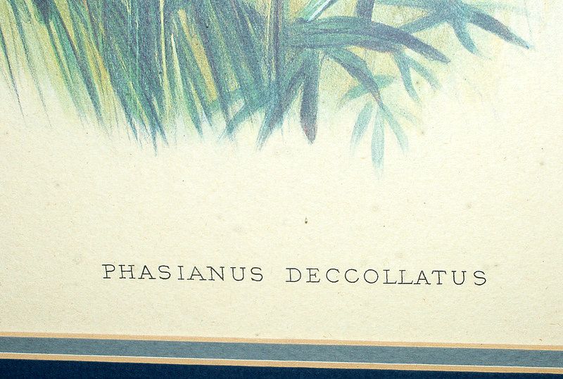 Vintage 26" Framed Bird Print Phasianus Deccollatus - Kweichow Pheasant Vintage 26" Framed Bird Print Phasianus Deccollatus - Kweichow Pheasant